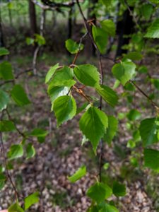 leaves of Betula pendula in May