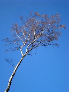 Betula pendula (Brzoza brodawkowata)