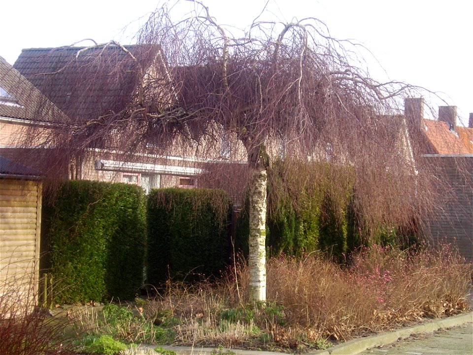 Betula pendula 'Youngii' (not 'Tristis')