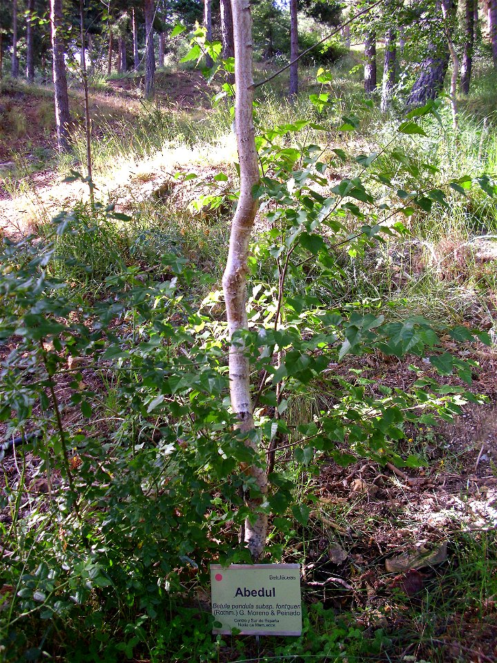 Betula pendula subsp. fontqueri habit, Sierra Nevada, Spain