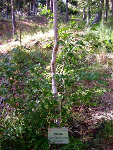 Betula pendula subsp. fontqueri habit, Sierra Nevada, Spain photo