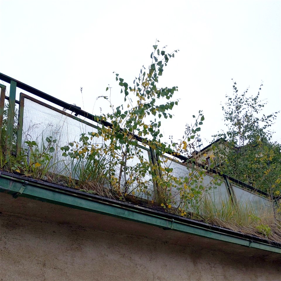 Betula pendula in eaves (got there as a wind-dispersed seed); near Smíchov, Prague, Czechia