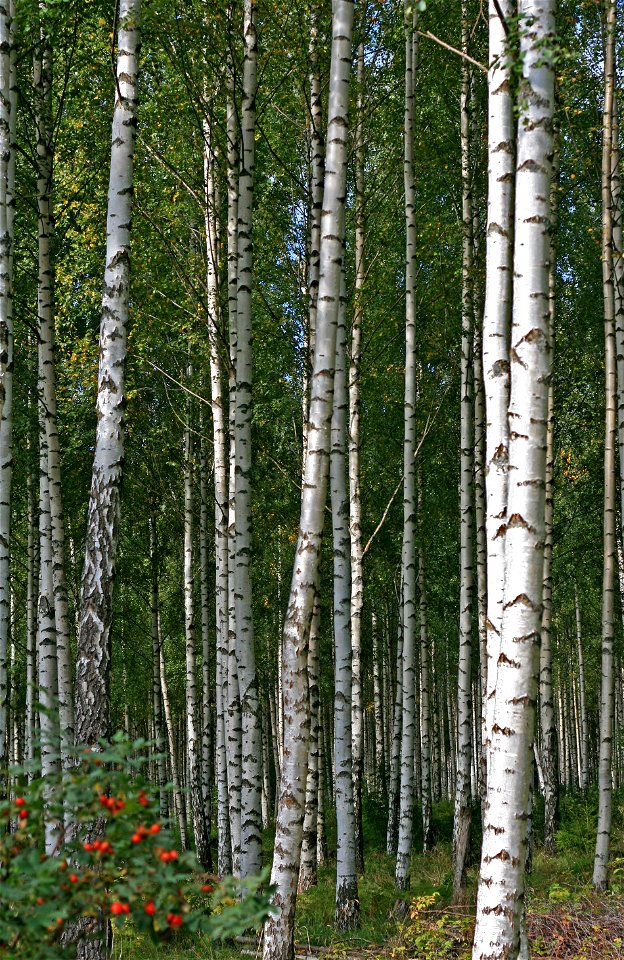 Grove of delimbed birch (Betula pendula) in Ringsaker, Norway.