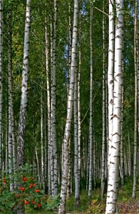 Grove of delimbed birch (Betula pendula) in Ringsaker, Norway.