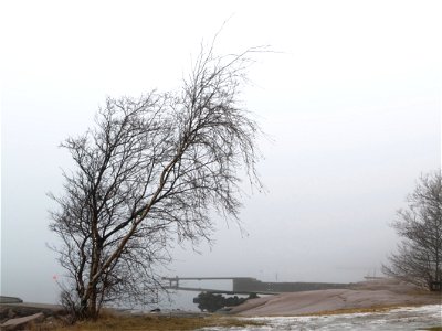 Birch (Betula pendula) by the shore of Brofjorden in fog at Holländaröd, Lysekil Municipality, Sweden. photo