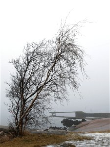 Birch (Betula pendula) by the shore of Brofjorden in fog at Holländaröd, Lysekil Municipality, Sweden. photo