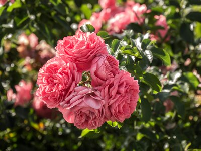 Roses rosebush pink