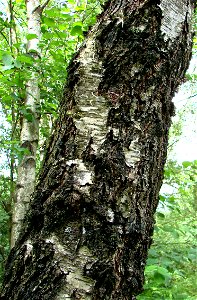Betula pendula (syn. Betula verrucosa)