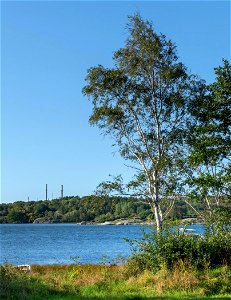 Brofjorden seen from Holländaröd harbor, Lysekil Municipality, Sweden. A birch (Betula pendula) in the foreground. photo