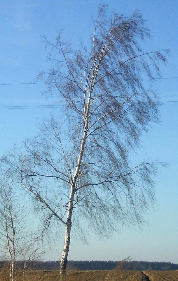 Zdięcie samotnej brzozy
