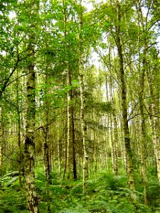 Wald im Endinger Bruch (bei Lendershagen, Landkreis Nordvorpommern).