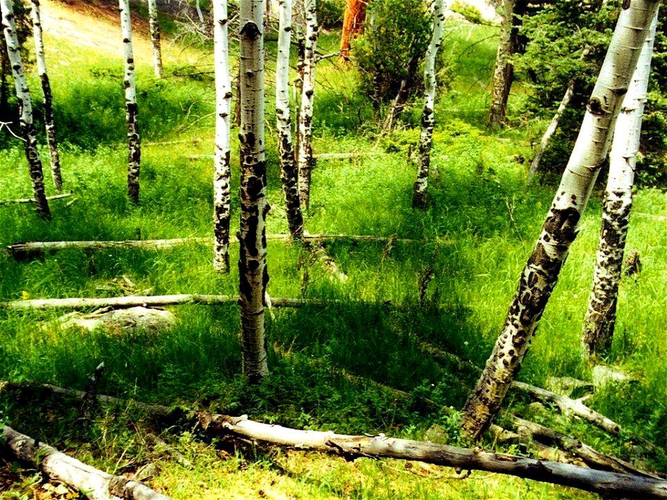 Foret imaginaire - photo
