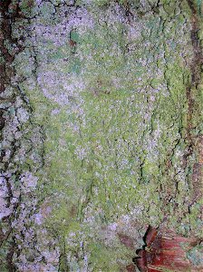 Green Powder Lichen - Lepraria incana on a Silver Birch.