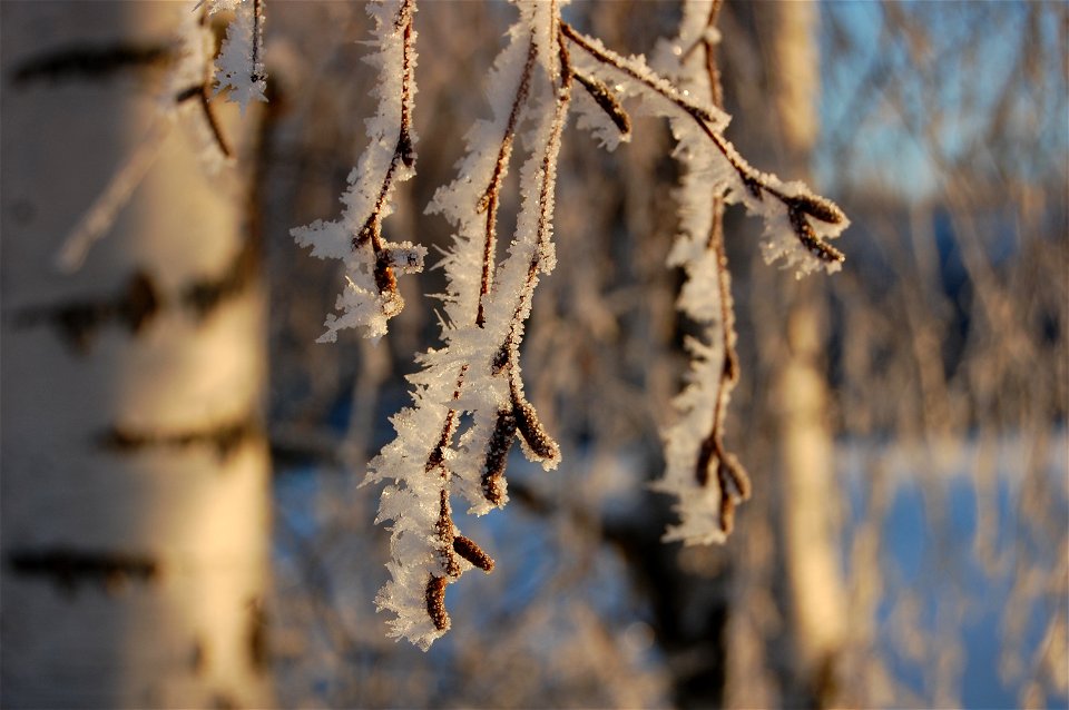 Winterview from Hälsingland (december of 2008)