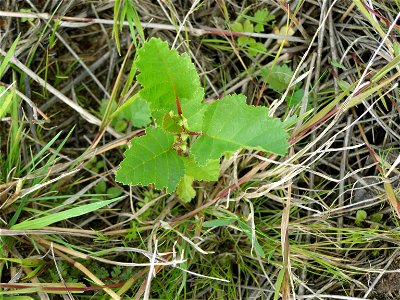 Young tree (Betula pendula)