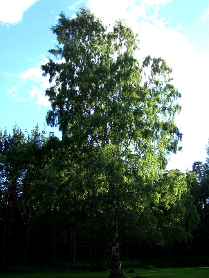 Ornäsbjörken (Betula pendula 'Dalecarlica') i Valls Hage, Gävle kommun