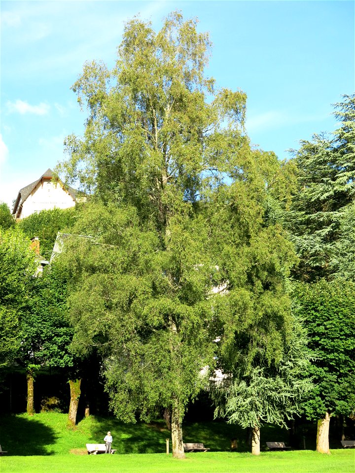 Acer negundo 'flamingo' in the parc Fenestre of la Bourboule (Puy-de-Dôme, France). Identified by its botanic label.