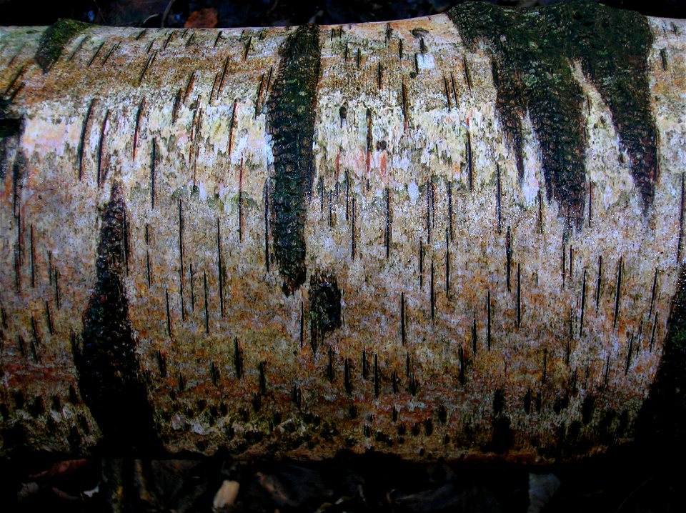 Silver Birch bark with lenticels. Spier's School grounds, North Ayrshire, Scotland.