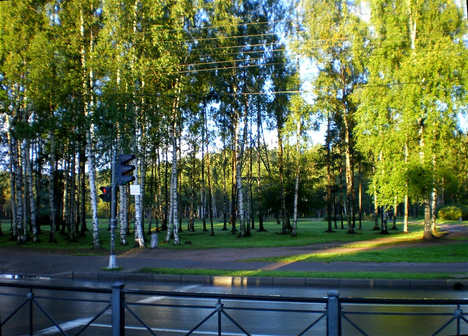 Sosnovka urban forest in Saint Petersburg as seen from Tikhoretsky Prospekt  Лесопарк «Сосновка», вид из дверей трамвая.