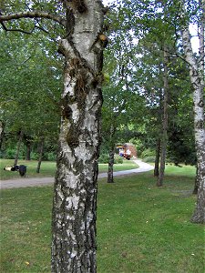 Water shoot/epicormic shoot/sap shoot/water sprout on a tree (Betula pendula)