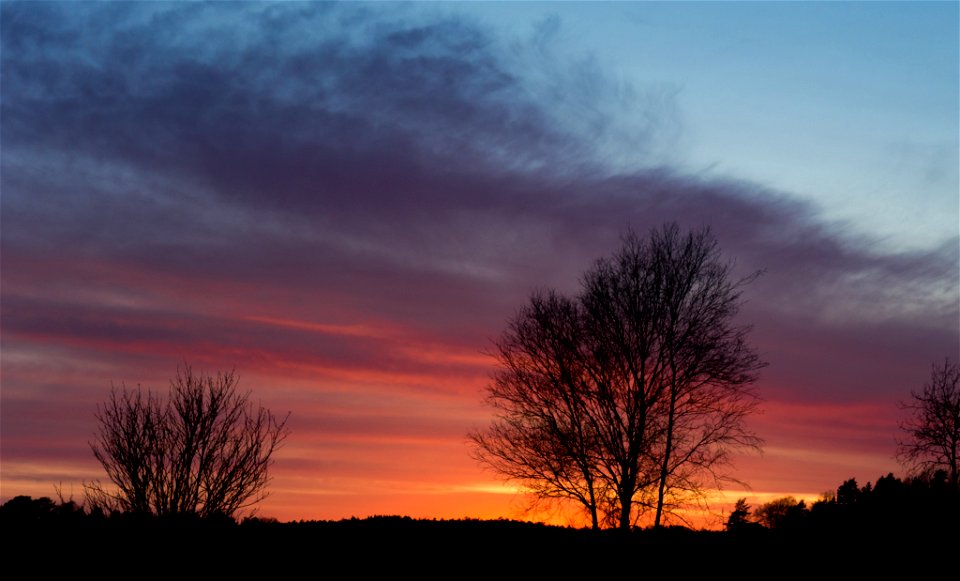 Sunset behind birches (Betula pendula) near a field at Gåseberg, Lysekil Municipality, Sweden.