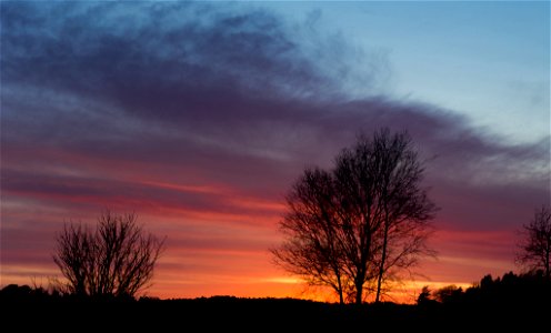 Sunset behind birches (Betula pendula) near a field at Gåseberg, Lysekil Municipality, Sweden.