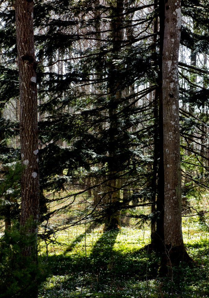 Two silver firs (Abies alba) behind two goat willows (Salix caprea) in Gullmarsskogen Nature Reserve, Lysekil Municipality, Sweden. The floor of the wood is covered with wood anemones (Anemone nemoros