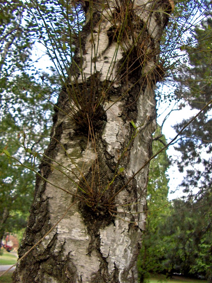Water shoot/epicormic shoot/sap shoot/water sprout on a tree (Betula pendula)