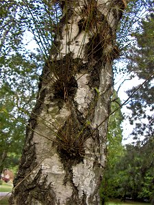 Water shoot/epicormic shoot/sap shoot/water sprout on a tree (Betula pendula)