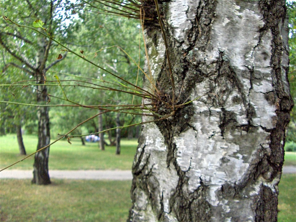 Water shoot/epicormic shoot/sap shoot/water sprout on a tree (Betula pendula)