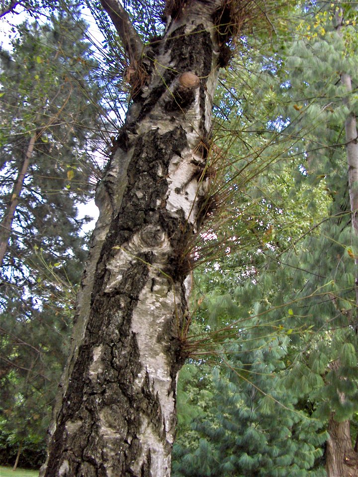 Water shoot/epicormic shoot/sap shoot/water sprout on a tree (Betula pendula)