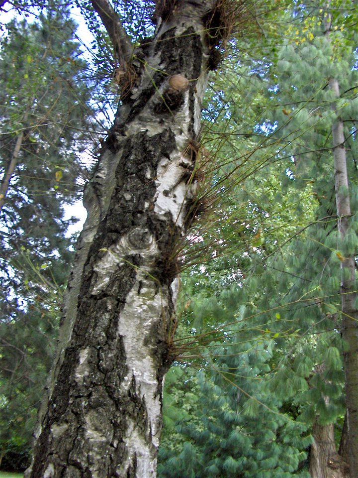 Water shoot/epicormic shoot/sap shoot/water sprout on a tree (Betula pendula)