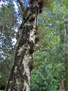 Water shoot/epicormic shoot/sap shoot/water sprout on a tree (Betula pendula)