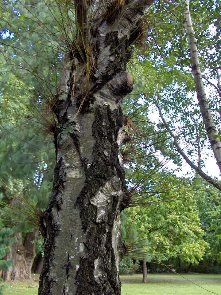 Water shoot/epicormic shoot/sap shoot/water sprout on a tree (Betula pendula)