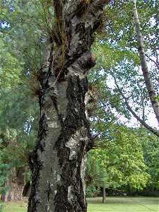 Water shoot/epicormic shoot/sap shoot/water sprout on a tree (Betula pendula)