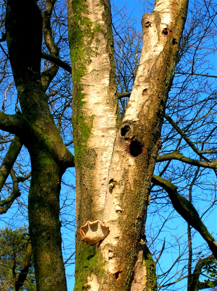 Silver Birch with Woodpecker nesting hole. Spier's Old School Grounds, Beith, North Ayrshire, Scotland.