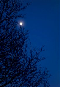 Waxing moon behind birches (Betula pendula) near a field at Gåseberg, Lysekil Municipality, Sweden.