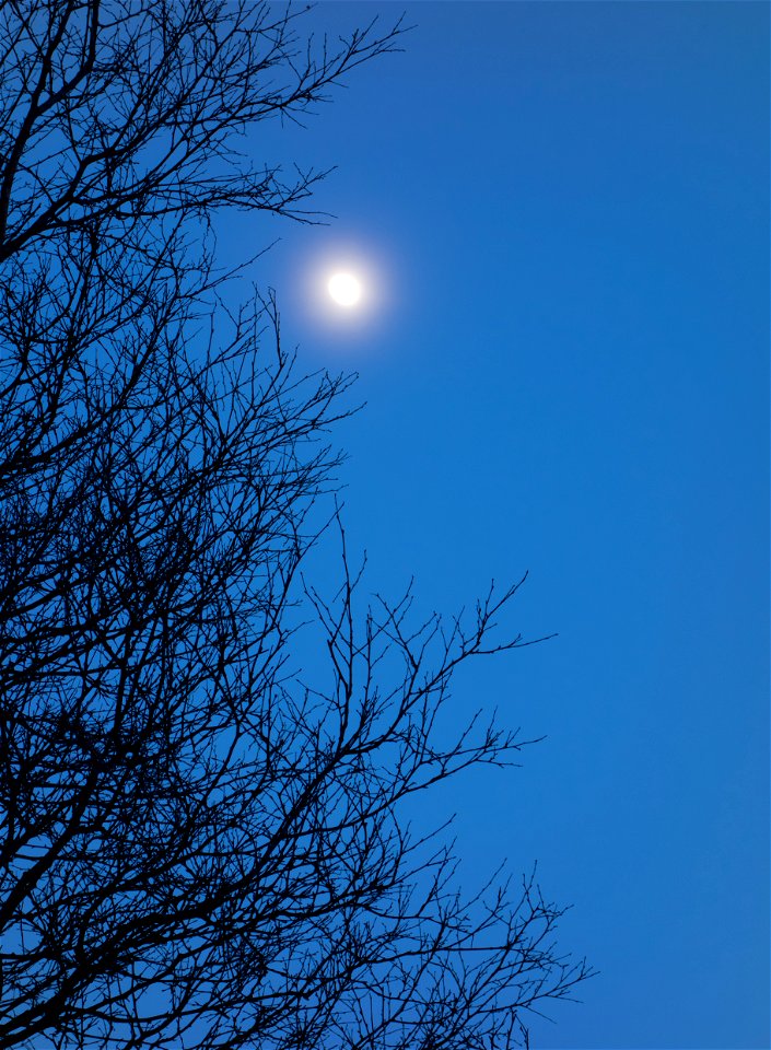 Waxing moon behind birches (Betula pendula) near a field at Gåseberg, Lysekil Municipality, Sweden.