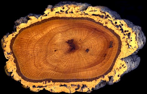 A diagonal sectionthrough the trunk of a cork oak, Quercus suber