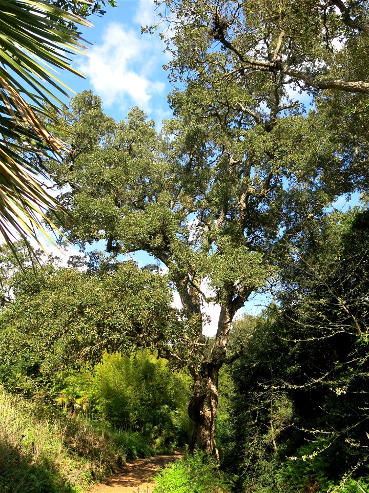 Domaine du Rayol - Cork oak more than 300 years old. Rayol-Canadel-sur-Mer (Var, France).