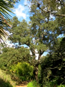 Domaine du Rayol - Cork oak more than 300 years old. Rayol-Canadel-sur-Mer (Var, France).