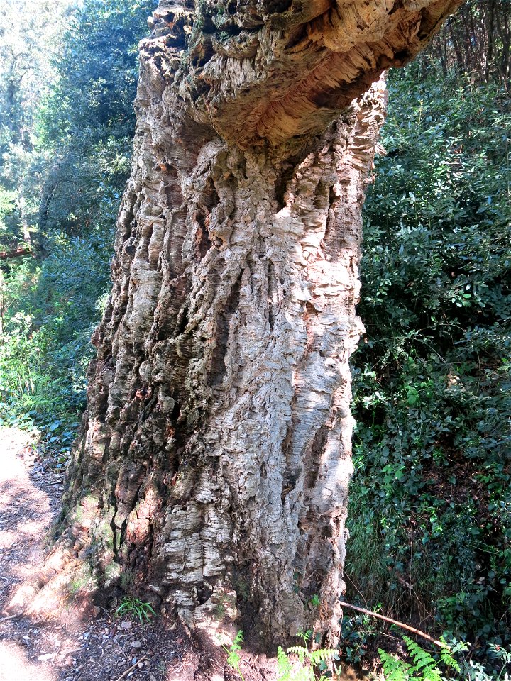 Domaine du Rayol - Bark of a cork oak more than 300 years old. Rayol-Canadel-sur-Mer (Var, France).