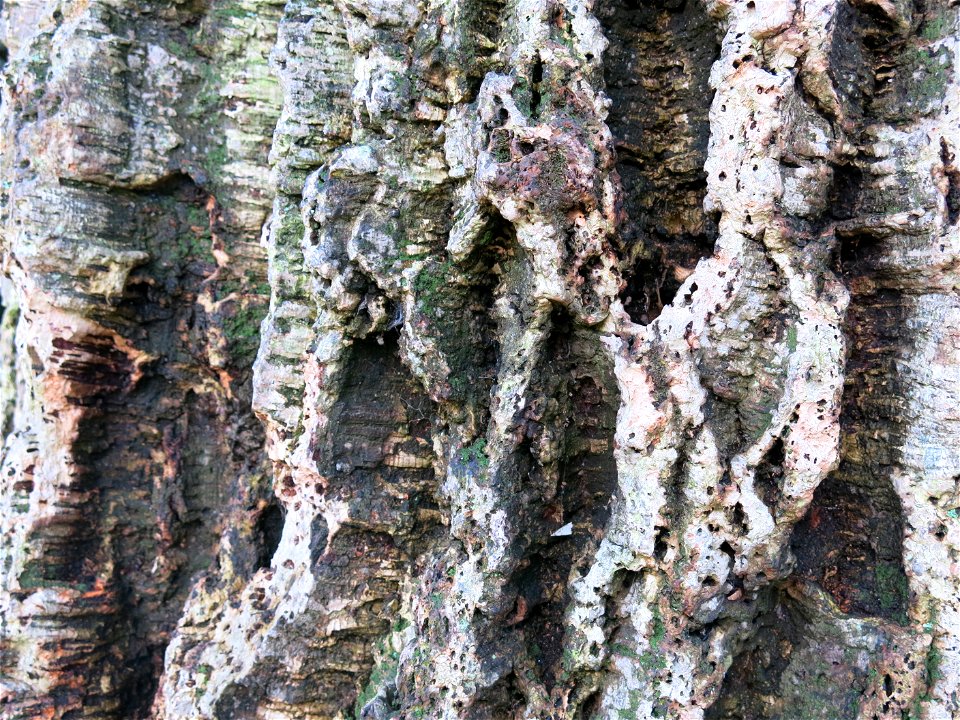 Domaine du Rayol - Bark of a cork oak more than 300 years old. Rayol-Canadel-sur-Mer (Var, France).
