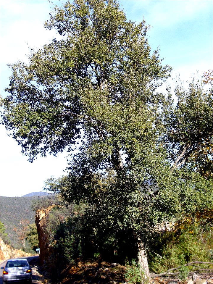 Quercus suber habit, Sierra Madrona, Spain