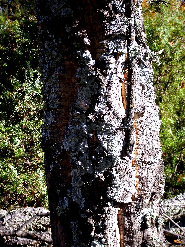 Quercus suber trunk, Sierra Madrona, Spain