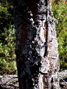 Quercus suber trunk, Sierra Madrona, Spain