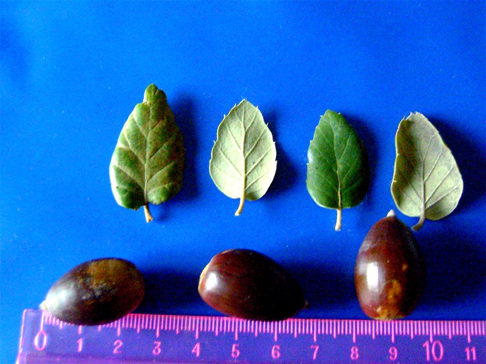 Quercus suber acorns and leaves — Dehesa Boyal de Puertollano, Spain