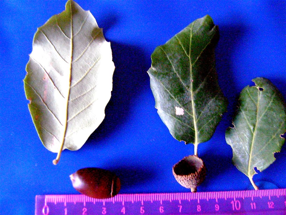Quercus suber acorns and leaves Dehesa Boyal de Puertollano, Spain