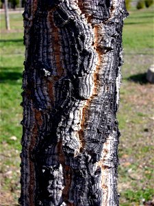 Quercus suber young tree trunk Dehesa Boyal de Puertollano, Spain photo