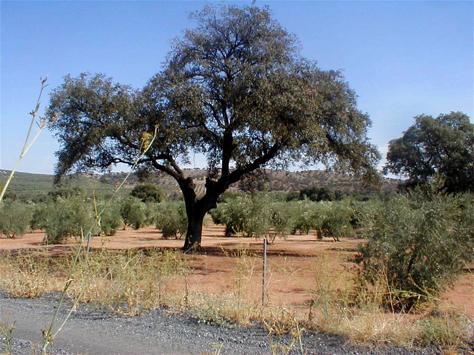 ombion d' on tchinne-lidje (Andalouzeye, 2005)